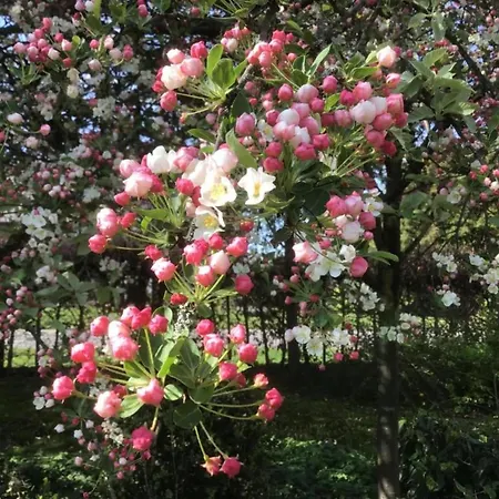 By Park Pond In The Netherlands